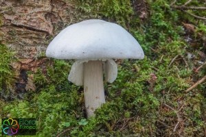 agaricus excellens (1).jpg_product